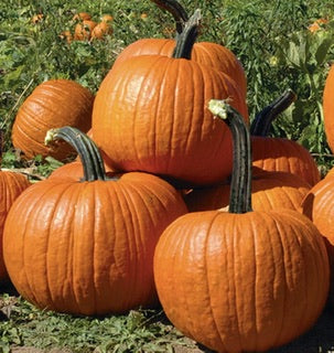 When to harvest Winter Squash