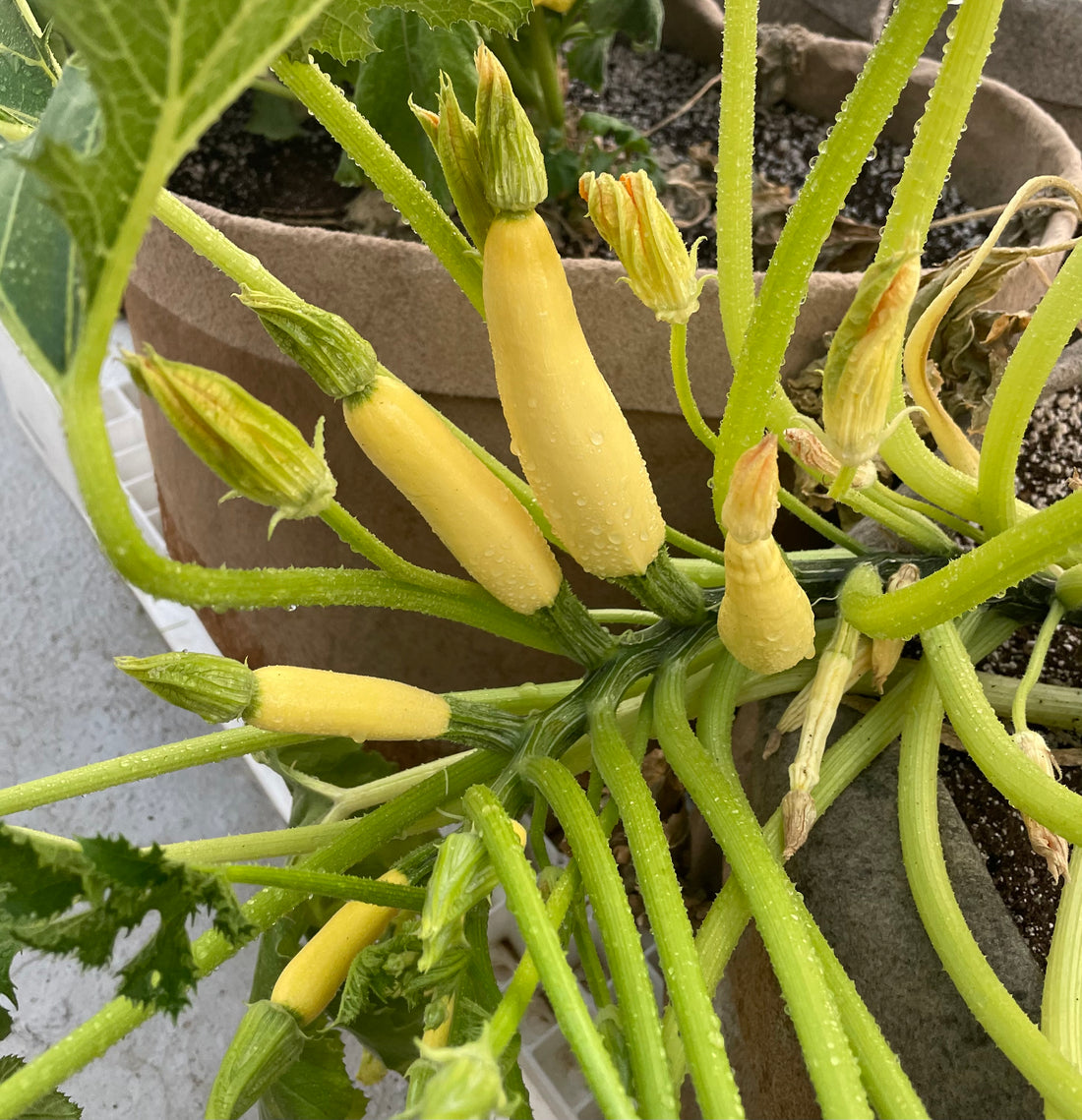 When to harvest Summer Squash