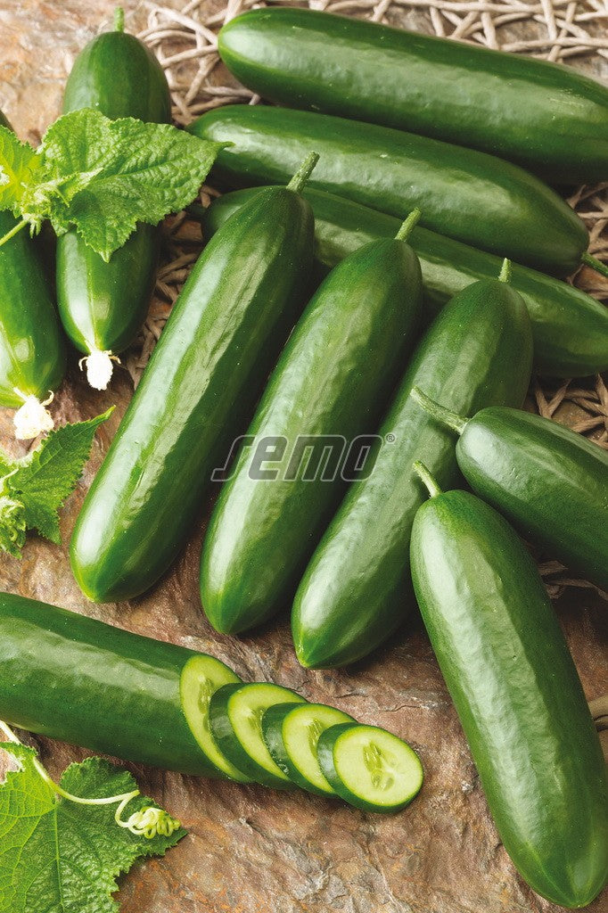 Salad Snack cucumber