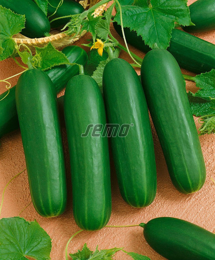 Cucumber