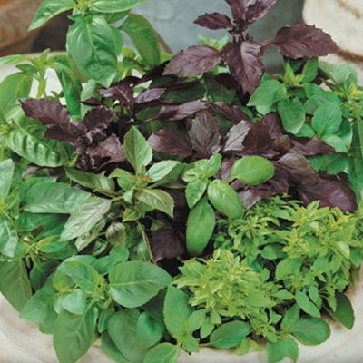 Mix Basil