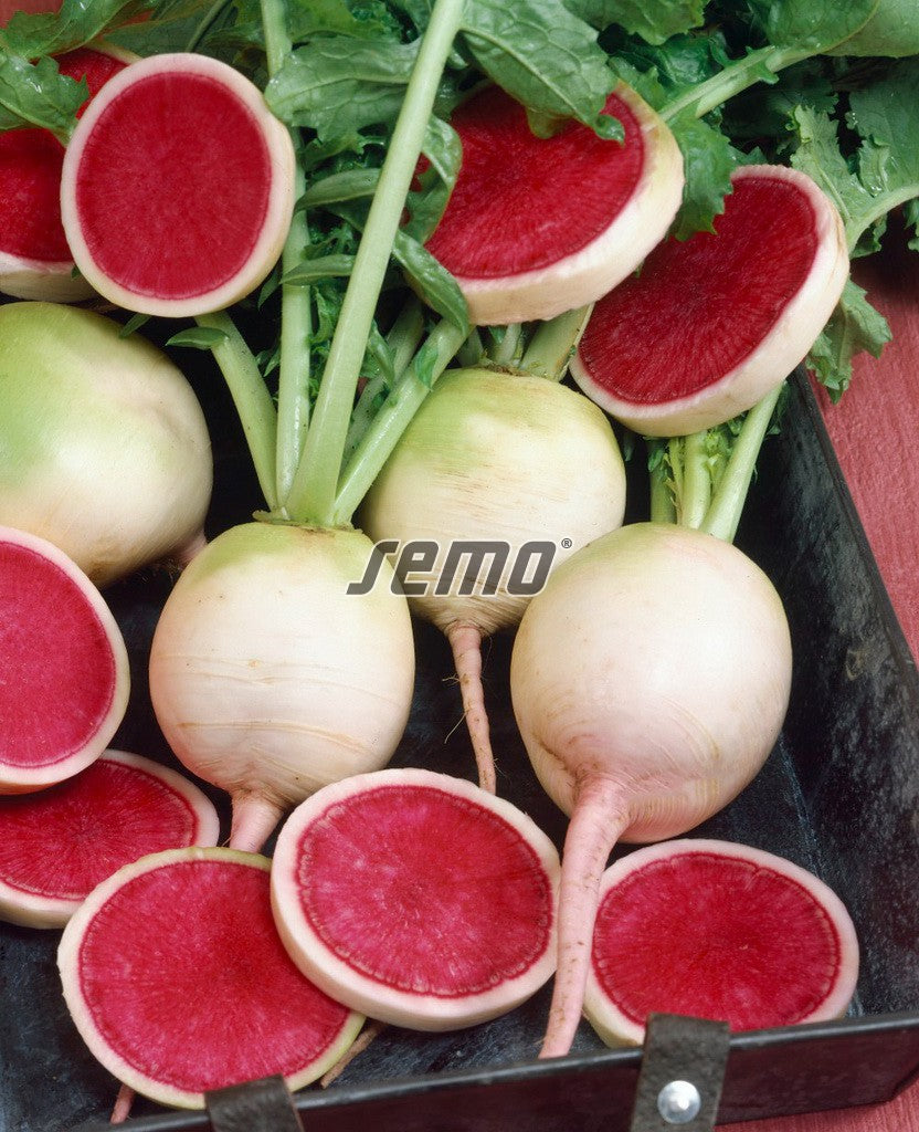 Red Meat Radish