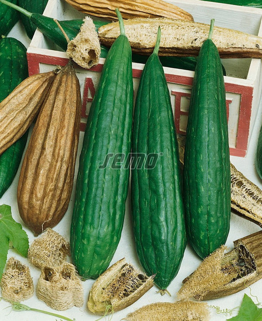 Luffa