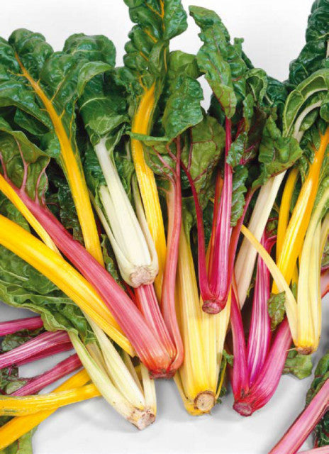 Colored Swiss Chard