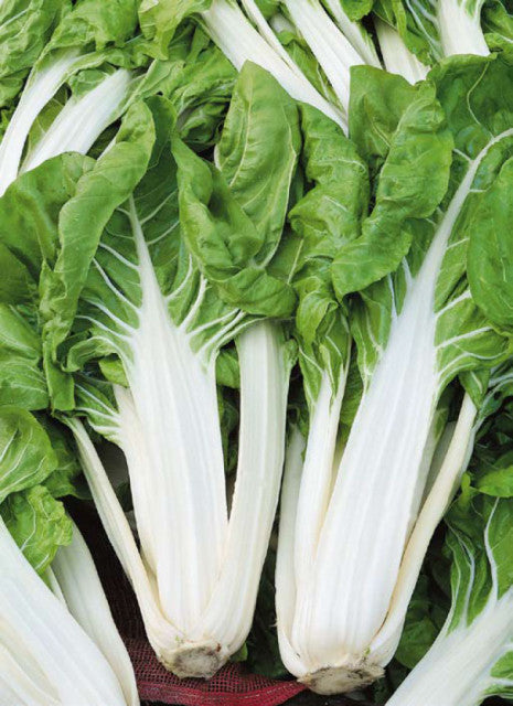 White Swiss Chard