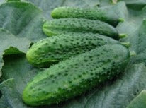 FANTASY Pickling cucumber