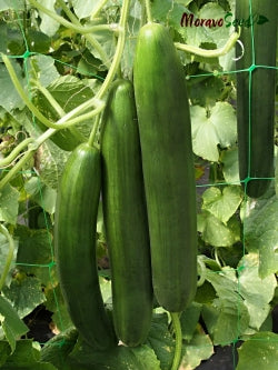 SANTOS Cucumber