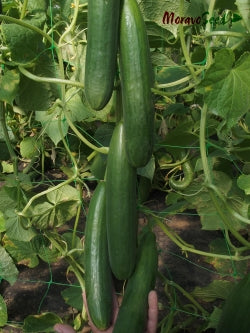 SATURN Cucumber