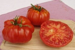 Brutus Tomatos