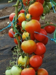 Stupicke pole Tomato