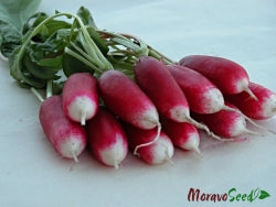 Slovana Radish