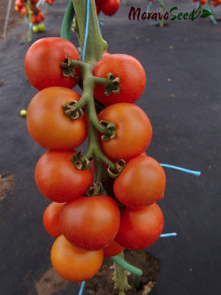 Spencer Pole Tomato