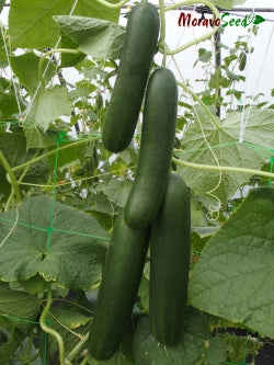 TWENTY Salad cucumber