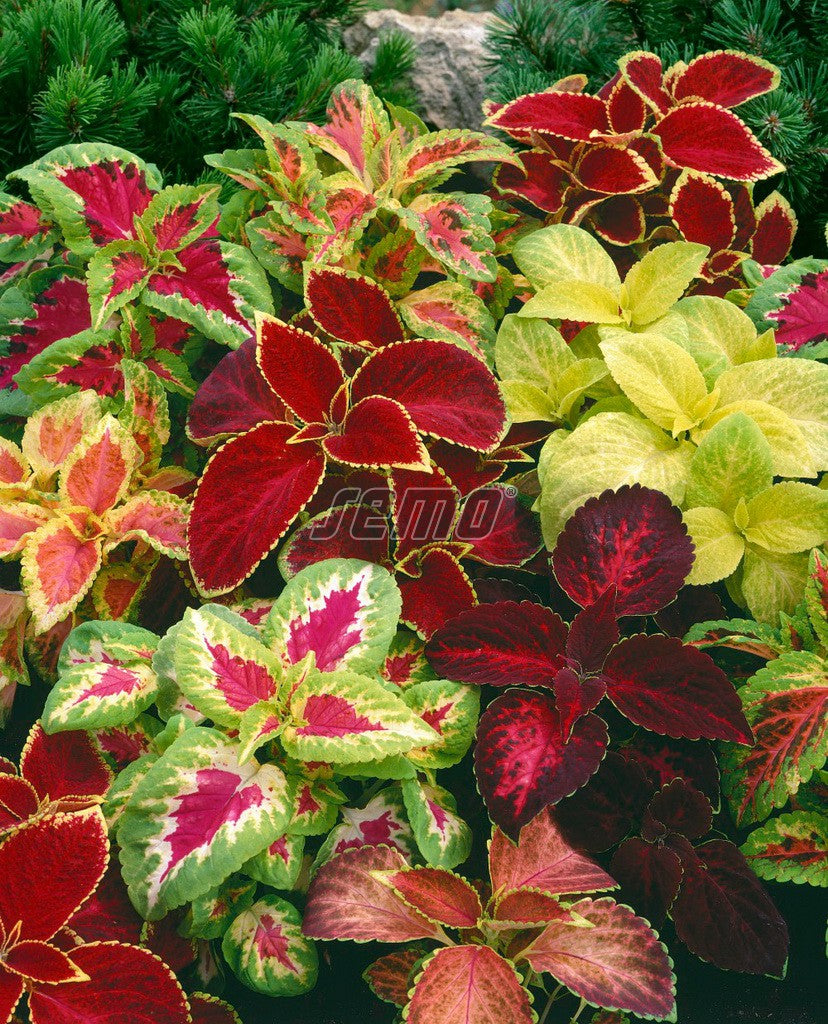 Coleus Rainbow Mixture