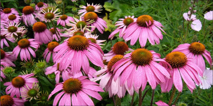 Purple Echinacea