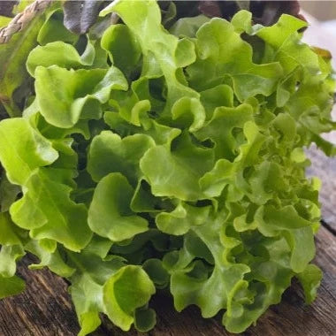 Dubacek Leafy lettuce