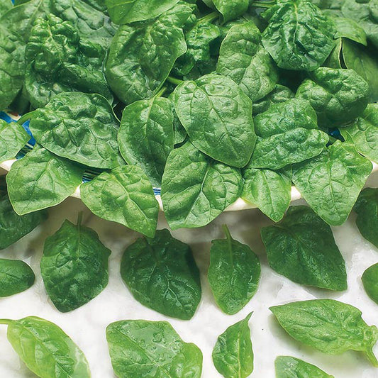 Samish Spinach