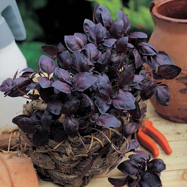 Red Leaved Basil