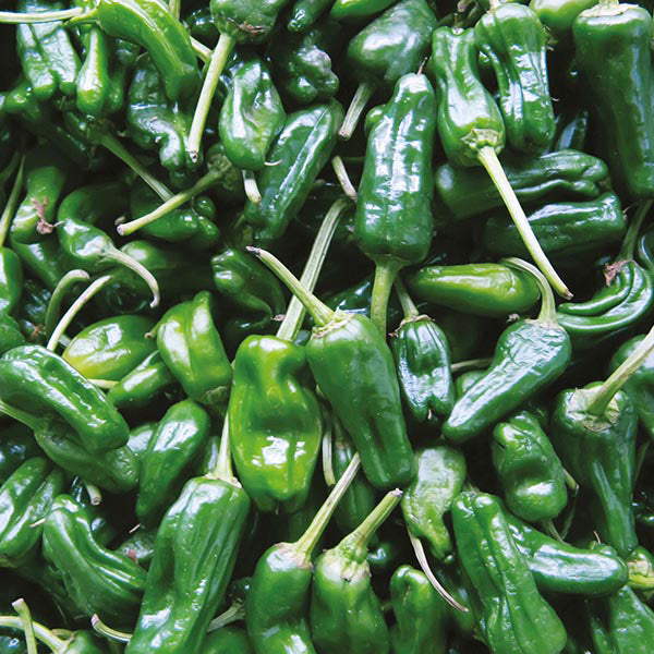 Padron Chilli Pepper