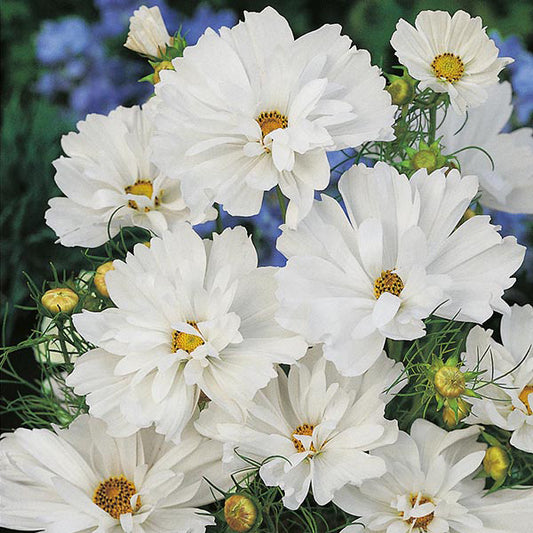 Cosmos Psyche White