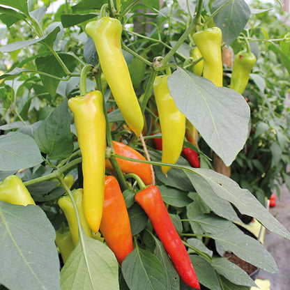 Hungarian Hot Pepper