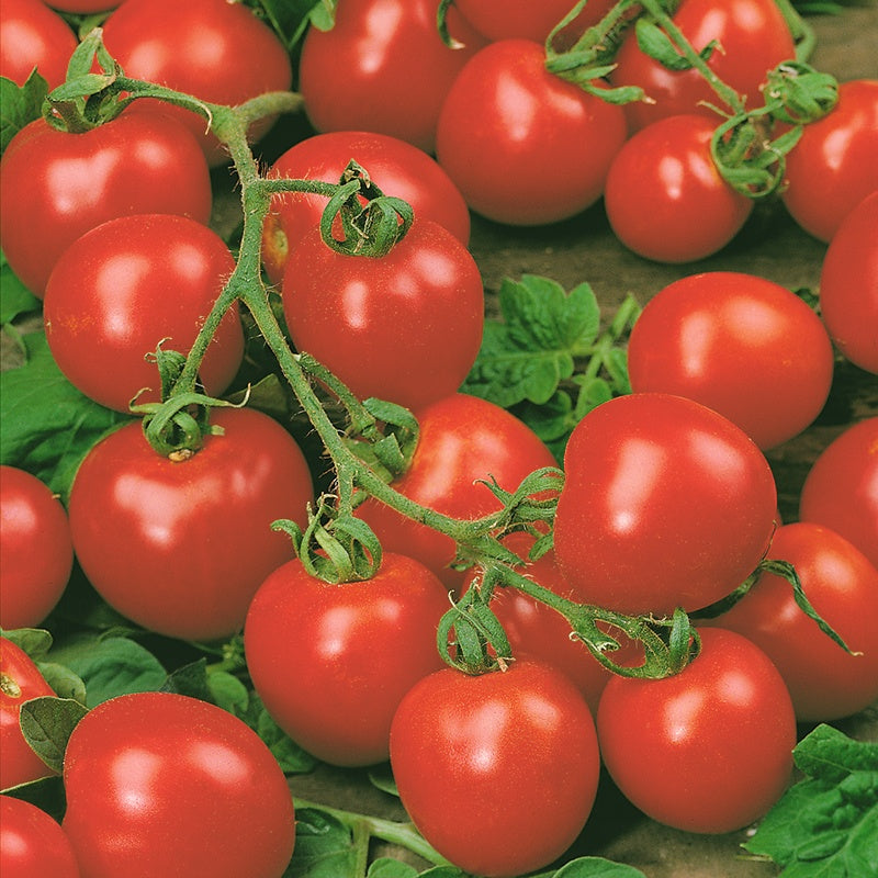 Red Cherry Tomato