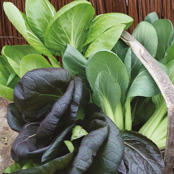 Pak Choi Color & Crunch