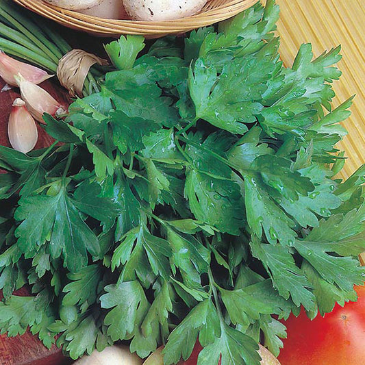 Parsley Giant of Italy