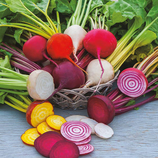 Beetroot Multicolored