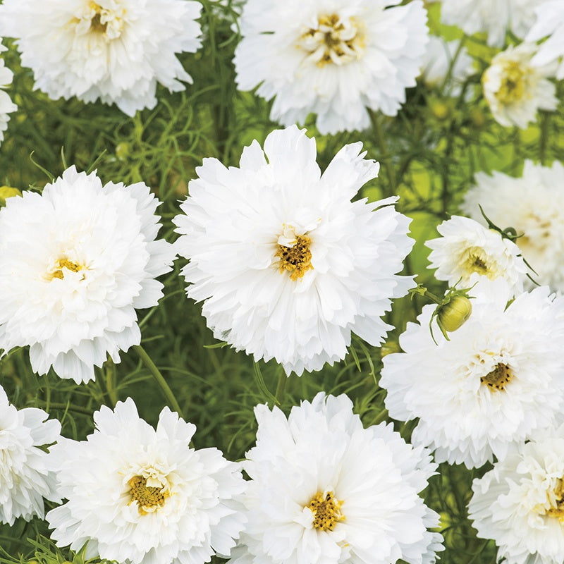 Double Dutch White Cosmos