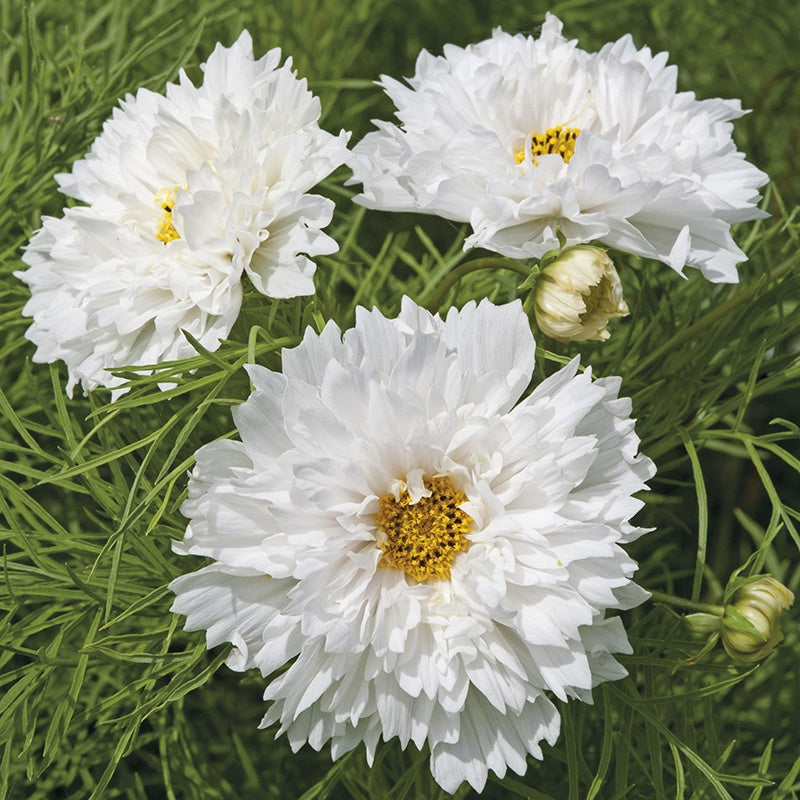 Double Dutch White Cosmos