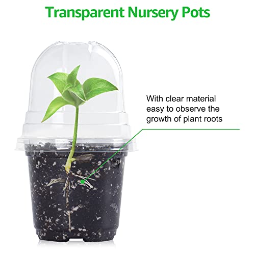 Clear nursery pots