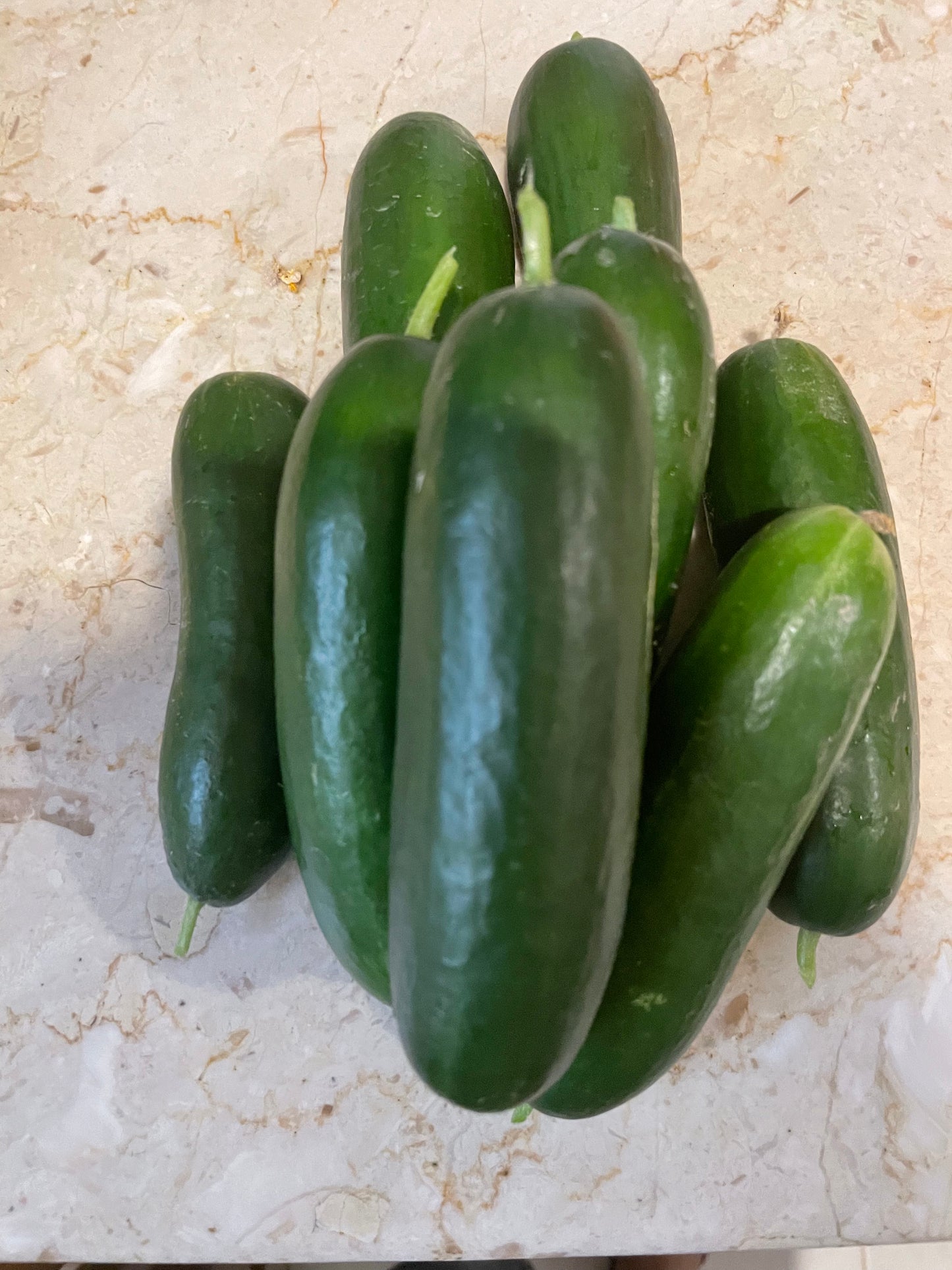 Kalimero Cucumber