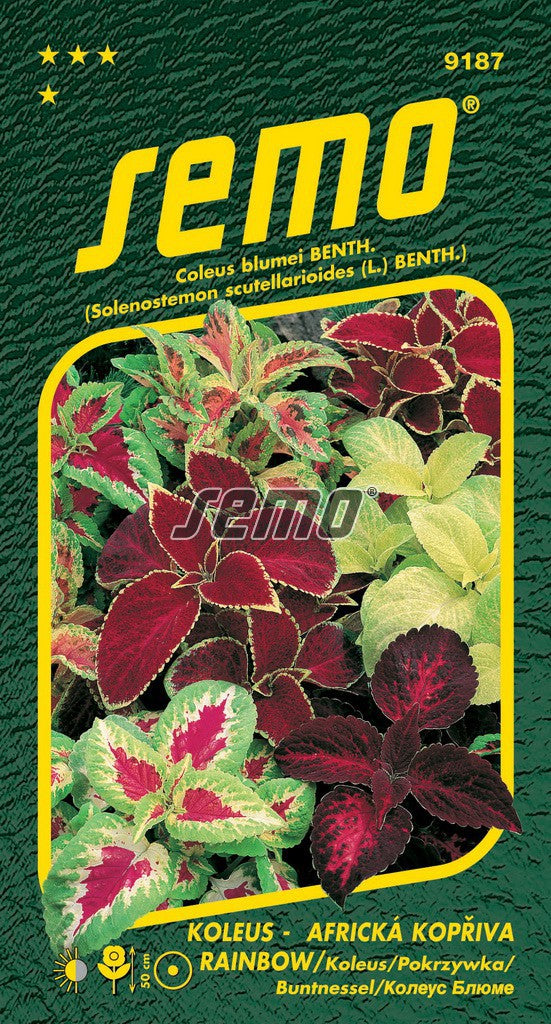 Coleus Rainbow Mixture