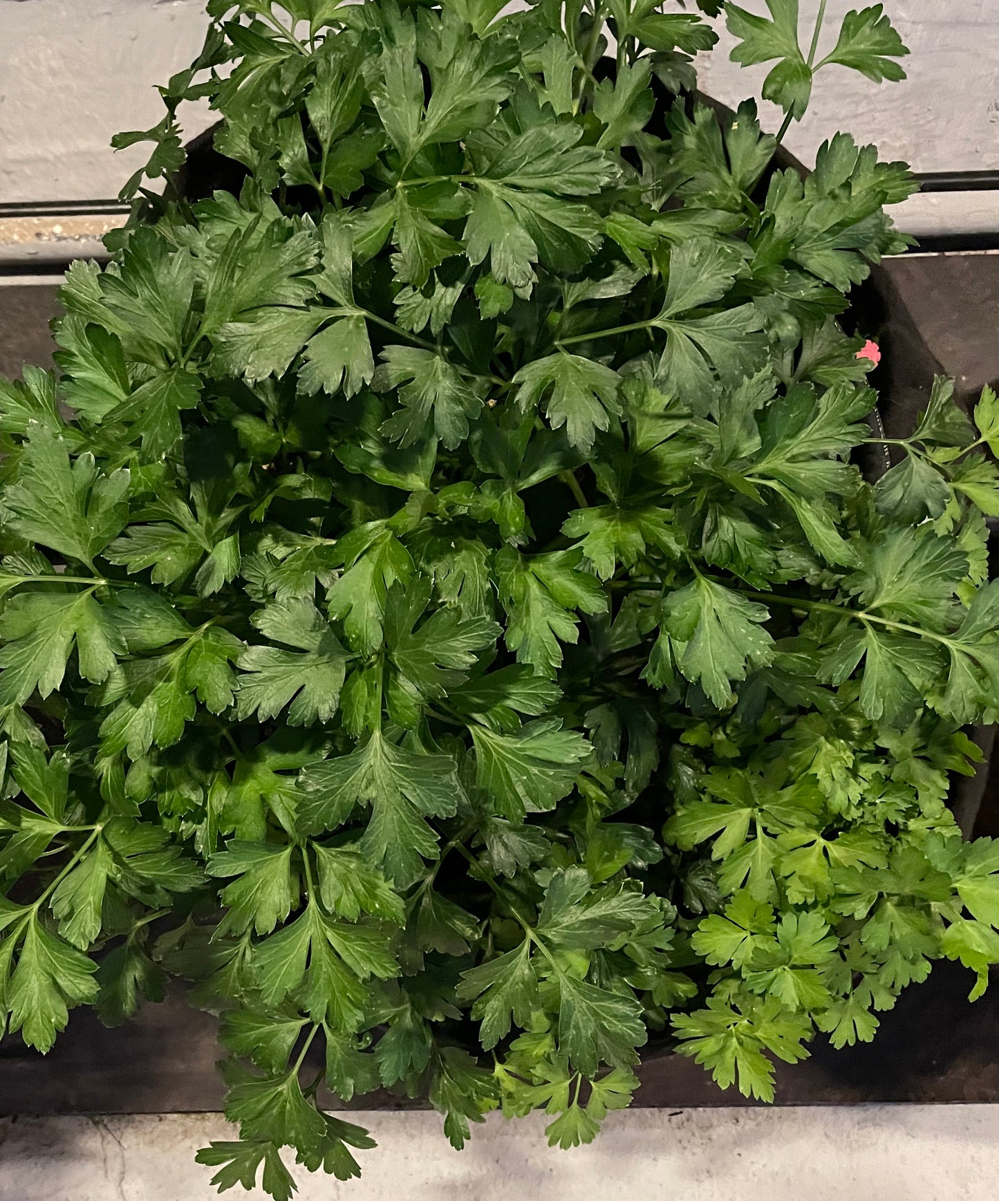 Parsley Giant of Italy