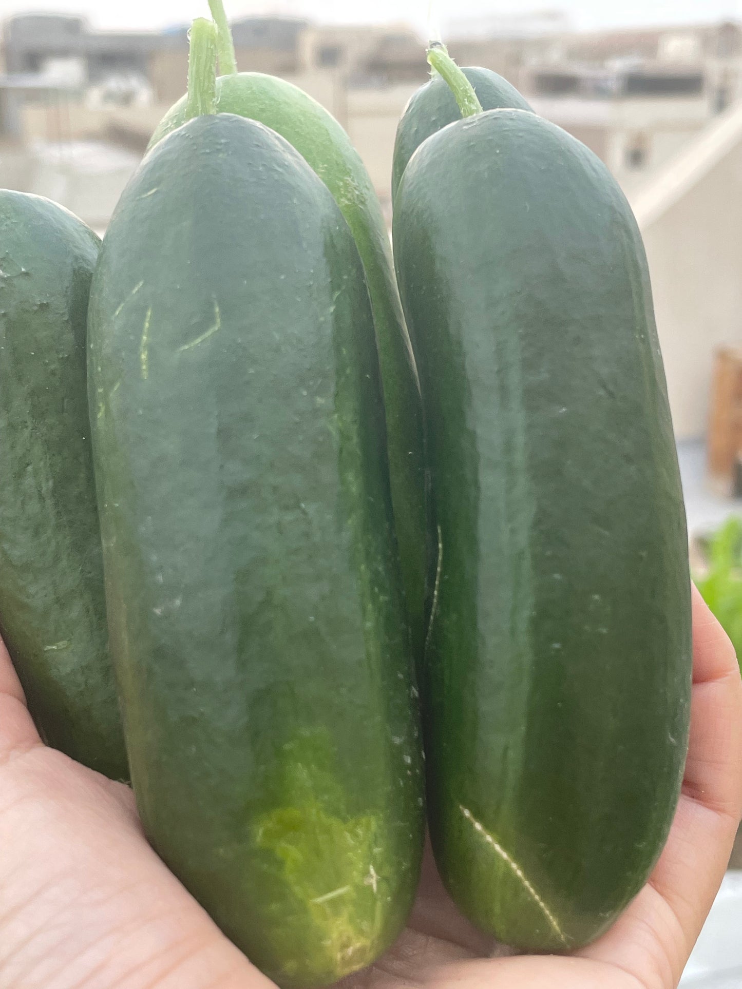 Kalimero Cucumber