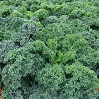 Curly Kale