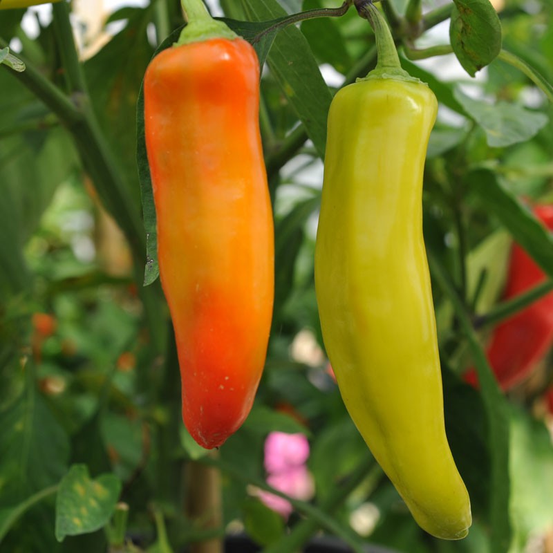 Hungarian Hot Pepper